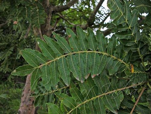 Boswellia Extract